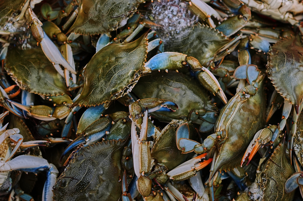 Blue crabs are seen inside a crate in a processing plant in Scardovari, in Italy's Po River Delta, Aug. 21, 2026. (AP Photo/Nicolo Lupone)