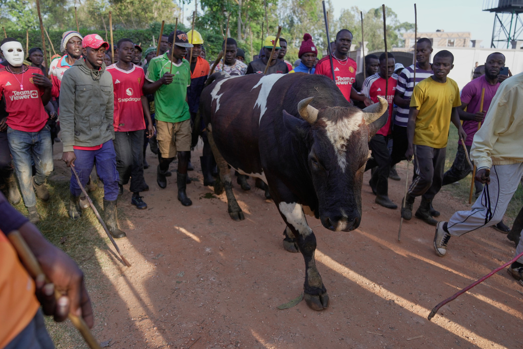 Photos show a bullfight in Kenya, where an ancient sport attracts modern-day bets