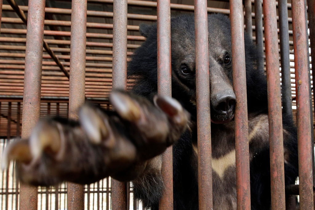 FILE - In this photo taken on Jan. 24, 2014, a bear looks out from a cage at a bear farm in Dangjin, South Korea. (AP Photo/Lee Jin-man, File)
