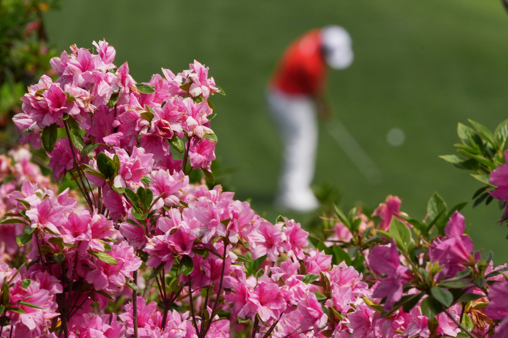 File - Azalea backdrop Sungjae Im, of South Korea, as he chips onto the green on the16th hole during a practice round ahead of the Masters golf tournament at the Augusta National Golf Club, Tuesday, April 7, 2026, in Augusta, Ga. (AP Photo/Matt Slocum, File)
