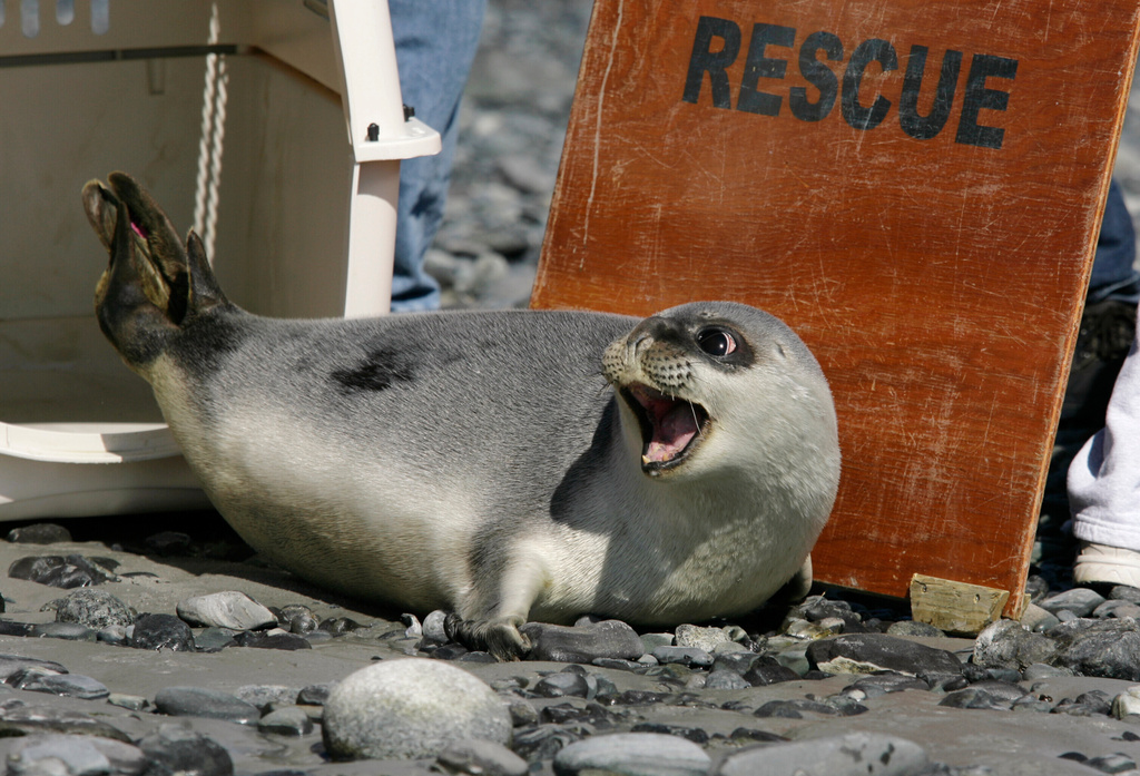 FILE - A hooded seal is released March 30, 2008, by the University of New England's Marine Animal Rehabilitation Center in Biddeford, Maine. (AP Photo/Joel Page, File)