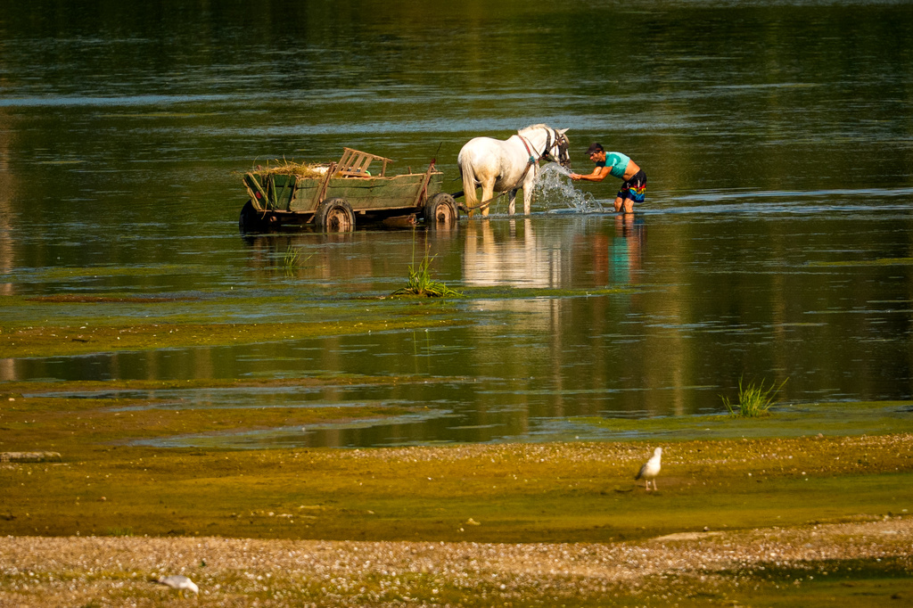A man splashes water on a horse to cool it off next to a bank of sand on the Danube River, as usually submerged areas are exposed due to extreme low levels of the water following an extended period of drought in Roseti, Romania, Wednesday, July 29, 2026. (AP Photo/Andreea Alexandru)