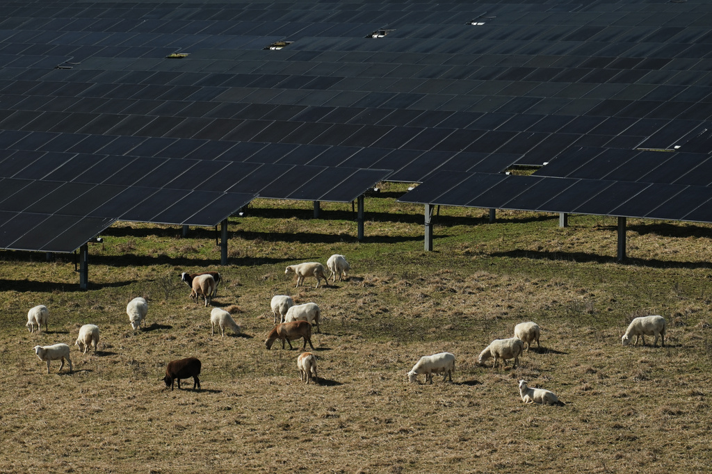 Sheep graze near solar panels Friday, Feb. 20, 2026, at a farm in Lancaster, Ky. (AP Photo/Joshua A. Bickel)