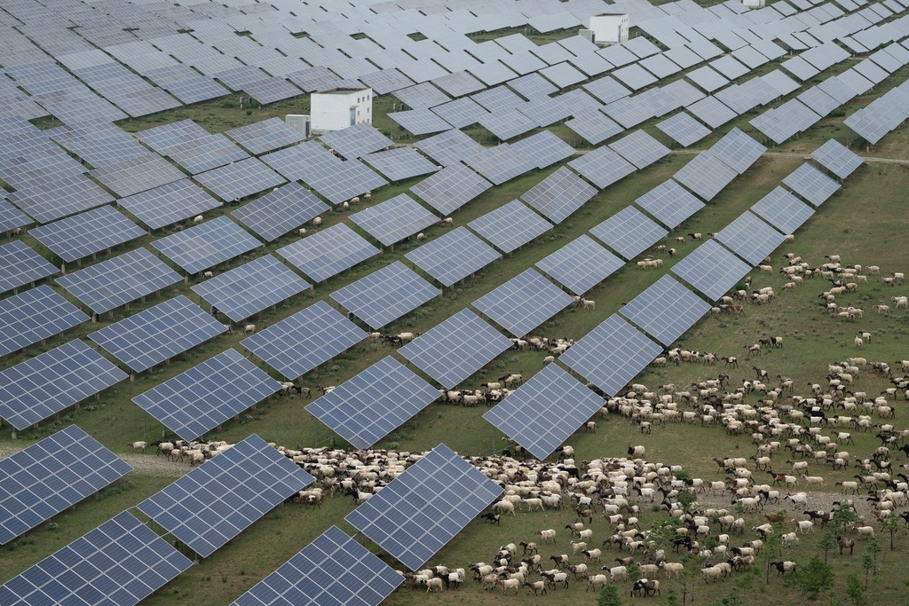 FILE - Tibetan sheep graze at a solar farm in Hainan prefecture of western China's Qinghai province on July 1, 2025. (AP Photo/Ng Han Guan, File)