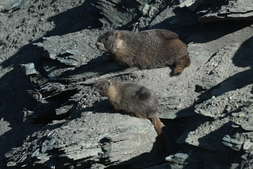 A marmot named 9 sits with one of her pups Thursday, Aug. 6, 2026, in Gothic, Colo. (AP Photo/Brittany Peterson)