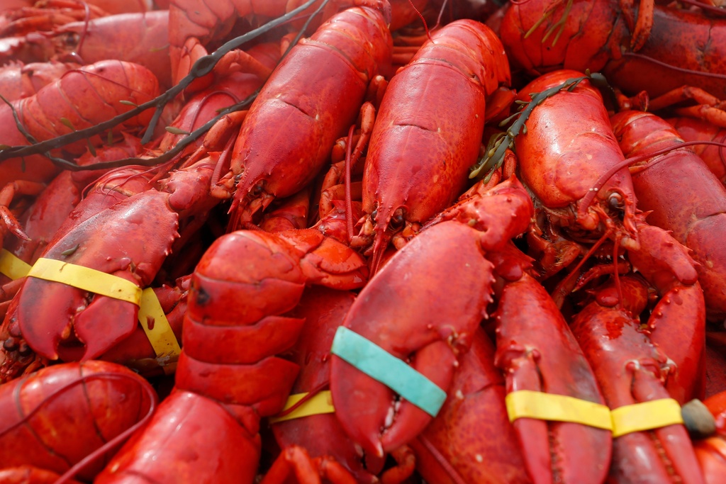 FILE - Lobsters are displayed on Sunday, Sept. 25, 2022, in Foxborough, Mass. (AP Photo/Michael Dwyer, File)