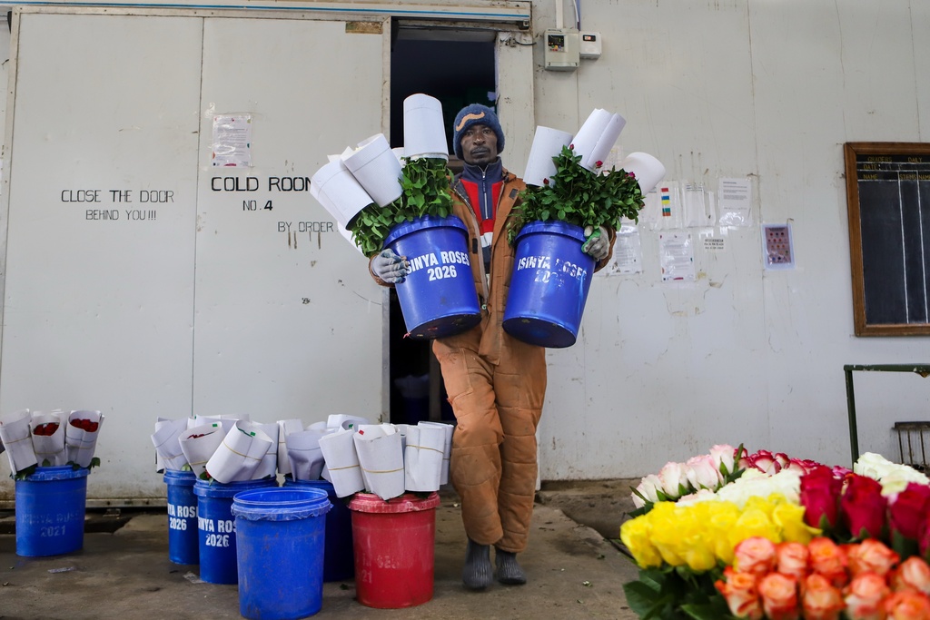 Benson Misikhu, 40, carries flowers out of a cold room at Isinya Roses farm in Kajiado, Tuesday, March 24, 2026, as Kenya's flower industry is losing up to $1.4 million a week as the Iran war cuts demand and disrupts shipping. (AP Photo/Patrick Ngugi)