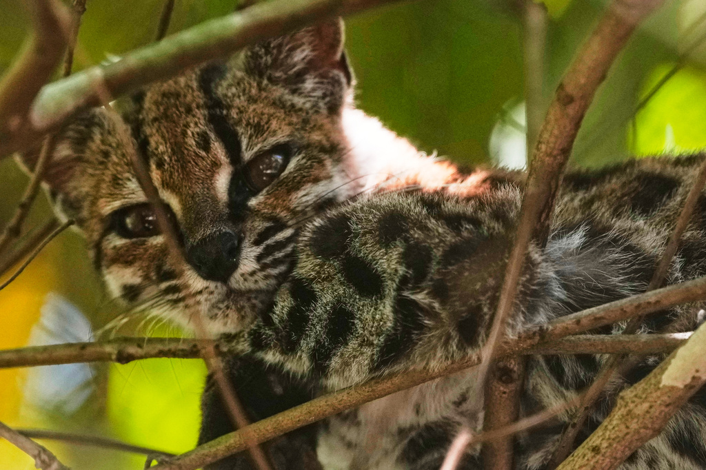 A small spotted wild cat identified as a new species, Leopardus tilcayo, rests inside Senda Verde wildlife sanctuary in Bolivia's Yungas region near Coroico, Sunday, Sept. 20, 2026. (AP Photo/Juan Karita)