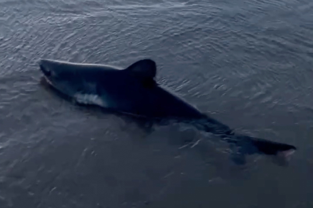 This screenshot taken from video provided by Colleen Dunn shows a salmon shark on a beach near Portland, Ore., Oct. 2025. (Colleen Dunn via AP)