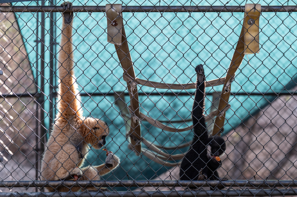 Two gibbons eat in an enclosure at the Gibbon Conservation Center in Santa Clarita, Calif., Friday, Aug. 14, 2026. (AP Photo/Jae C. Hong)