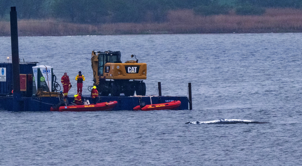 A work pontoon with a special excavator and smaller escort boats are in use near the stranded humpback whale off the island of Poel, near Wismar, Germany, Sunday, April 19, 2026. (Stefan Sauer/dpa via AP)