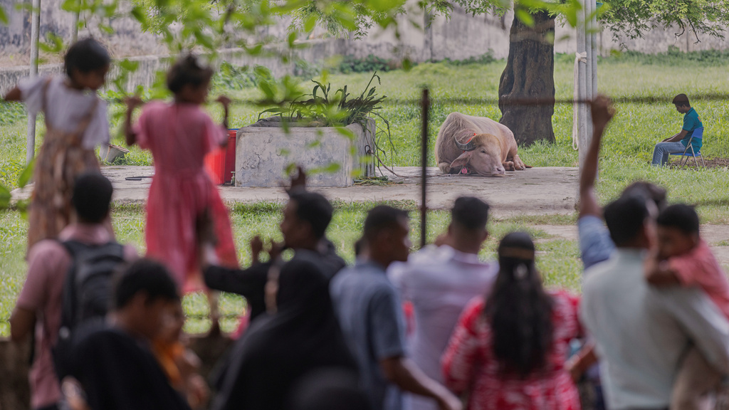 Visitors look at a rare albino buffalo fondly named after Donald Trump for its distinctive blond tuft kept in an enclosure at the national zoo, in Dhaka, Bangladesh, Friday, May 29, 2026. (AP Photo/Rajib Dhar)