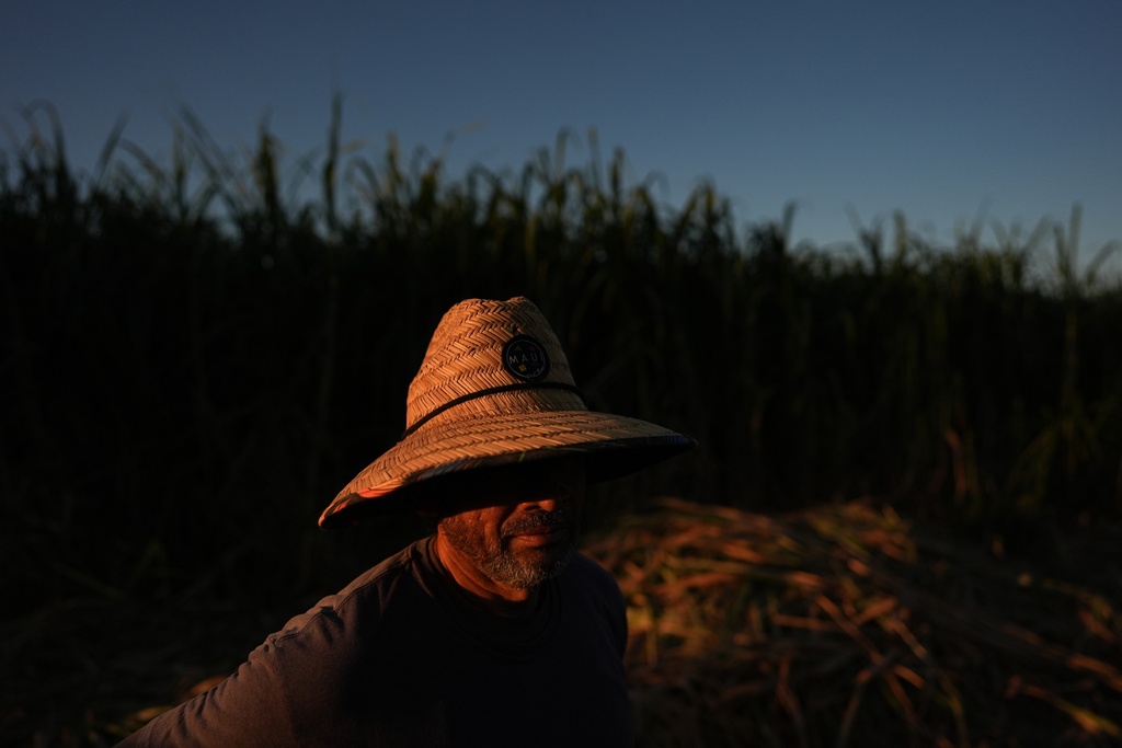 Farmworker Leonardo Hernandez pauses under the sun while chopping sugarcane in Niland, Calif., Thursday, Sept. 11, 2025. (AP Photo/Jae C. Hong)