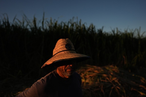 Farmworker Leonardo Hernandez pauses under the sun while chopping sugarcane in Niland, Calif., Thursday, Sept. 11, 2025. (AP Photo/Jae C. Hong) Farmworker Leonardo Hernandez pauses under the sun while chopping sugarcane in Niland, Calif., Thursday, Sept. 11, 2025. (AP Photo/Jae C. Hong)