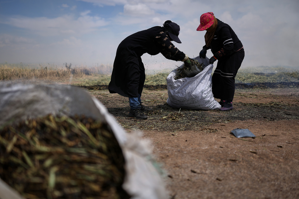 Syrian workers load sacks of freekeh, a roasted green wheat grain widely used in Levantine cuisine, after burning and roasting immature wheat over open flames to separate and preserve the grains, on the outskirts of Taftanaz, northwestern Syria, Sunday, May 24, 2026. (AP Photo/Ghaith Alsayed)
