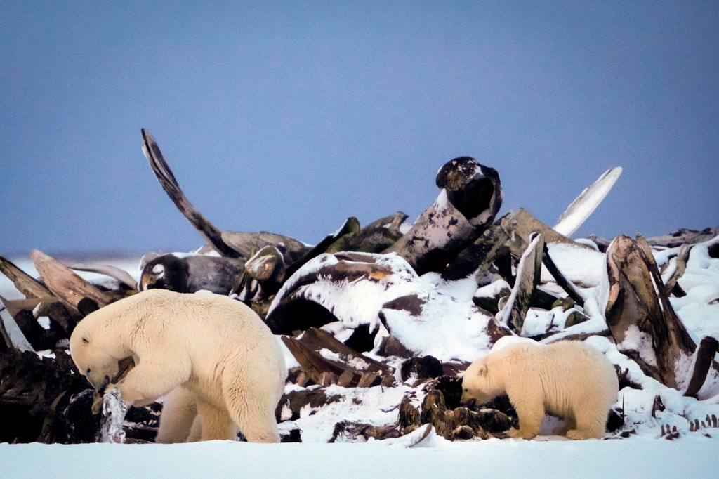FILE - A polar bear and a cub search for scraps in a large pile of bowhead whale bones left from the village's subsistence hunting at the end of an unused airstrip near the village of Kaktovik, Alaska, on Oct. 15, 2024. (AP Photo/Lindsey Wasson, File)