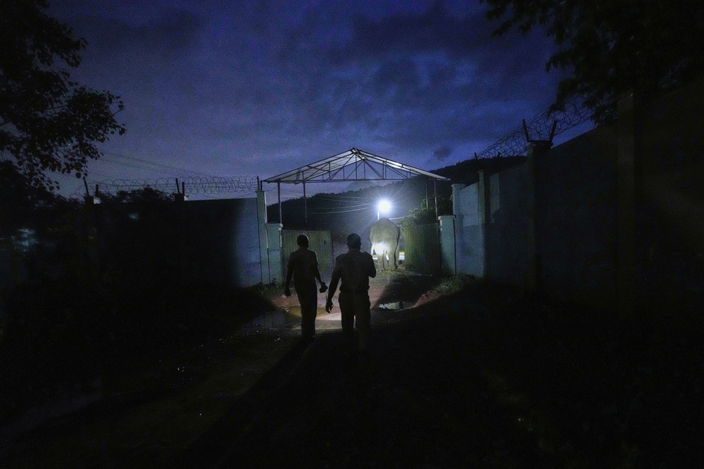 Forest officials chase an injured male tusker away from residential areas near Amchang wildlife sanctuary on the outskirts of Guwahati, Saturday, Aug. 9, 2025. (AP Photo/Anupam Nath)