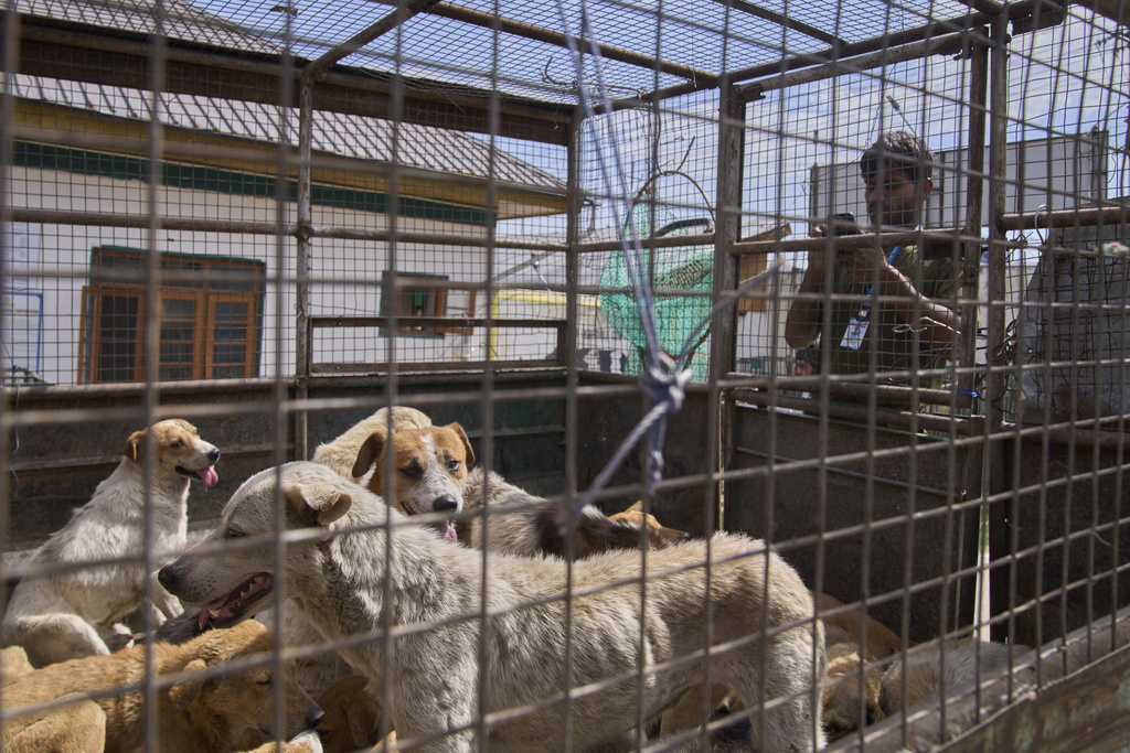 A volunteer with an animal welfare organization geo-tag stray dogs, captured from various locations, as they arrive at a veterinary hospital in Srinagar, Indian controlled Kashmir, Tuesday, Sept. 16, 2025. (AP Photo/Dar Yasin)