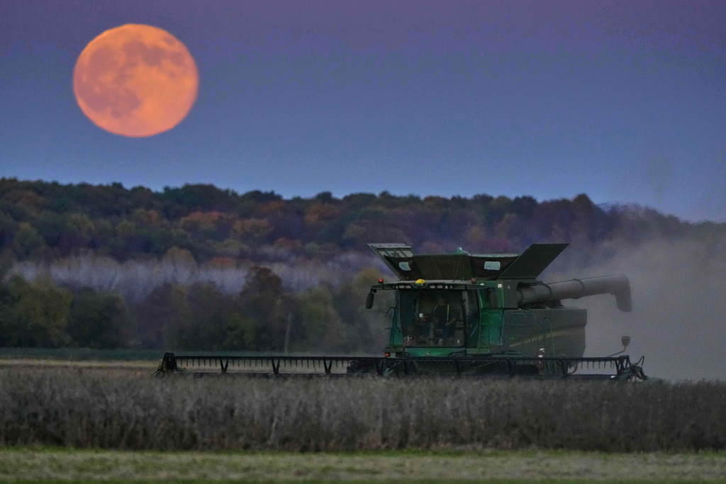 Heath Rohlfing harvests soy beans as the full "beaver" supermoon rises in the distance Wednesday, Nov. 5, 2025, near Boonville, Mo. (AP Photo/Charlie Riedel)