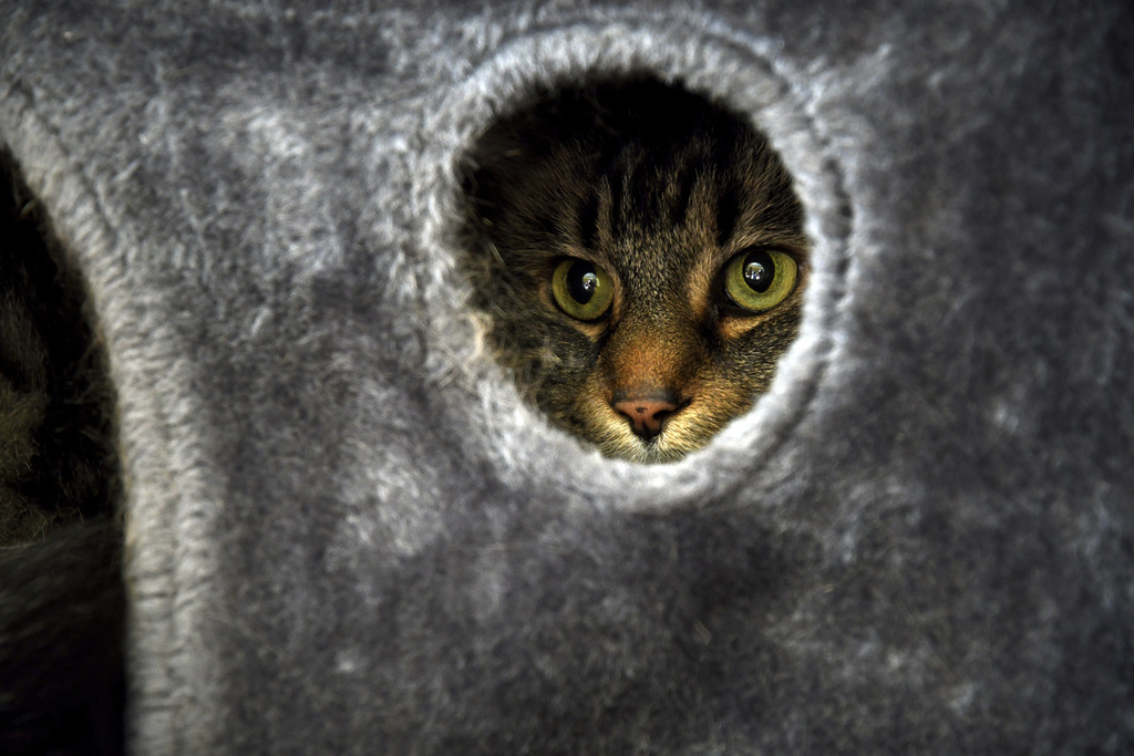 Student Molly Cheer's pet comfort cat, Louie, peers out of his shelter in her dorm room at the University of Northern Colorado in Greeley, Colo., on Monday, Aug. 25, 2025. (AP Photo/Thomas Peipert)