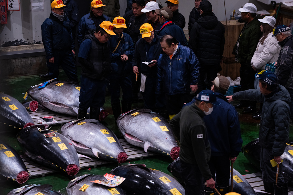 Kiyoshi Kimura, center right, president of Kiyomura Co. attend the New Year's tuna auction at Toyosu fish market in Tokyo, Monday, Jan. 5, 2026. (AP Photo/Louise Delmotte)