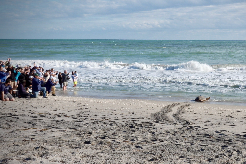 Spectators watch as a loggerhead sea turtle named Pyari enters the ocean during a release after rehabilitation in Juno Beach, Fla., Wednesday, Jan.28, 2026. (AP Photo/Cody Jackson)