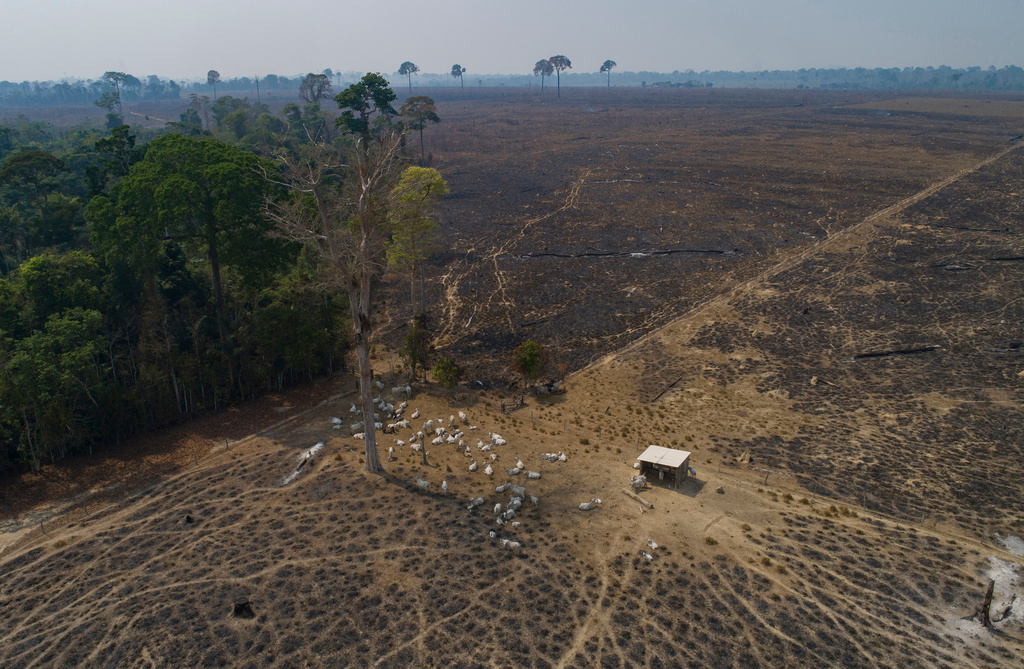 FILE - Cattle graze on land recently burned and deforested by cattle farmers near Novo Progresso, Para state, Brazil, on Aug. 23, 2020. (AP Photo/Andre Penner, File)