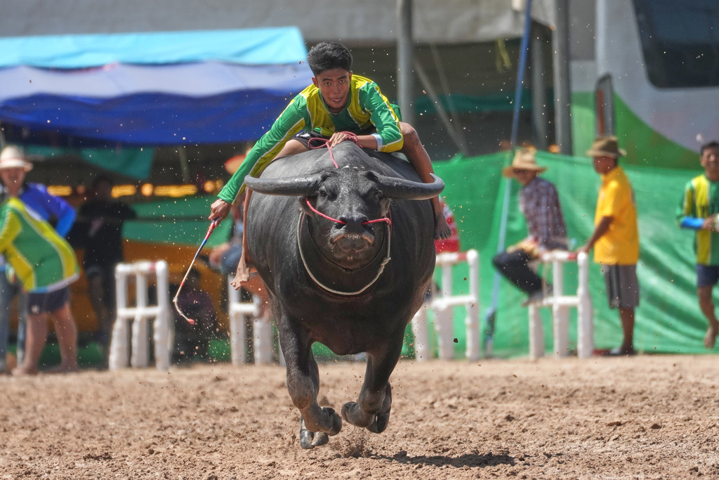 A Thai buffalo racer competes in a sprint event during an annual buffalo racing festival in Chonburi, Thailand, Monday, Oct. 6, 2025. (AP Photo/Sakchai Lalit)