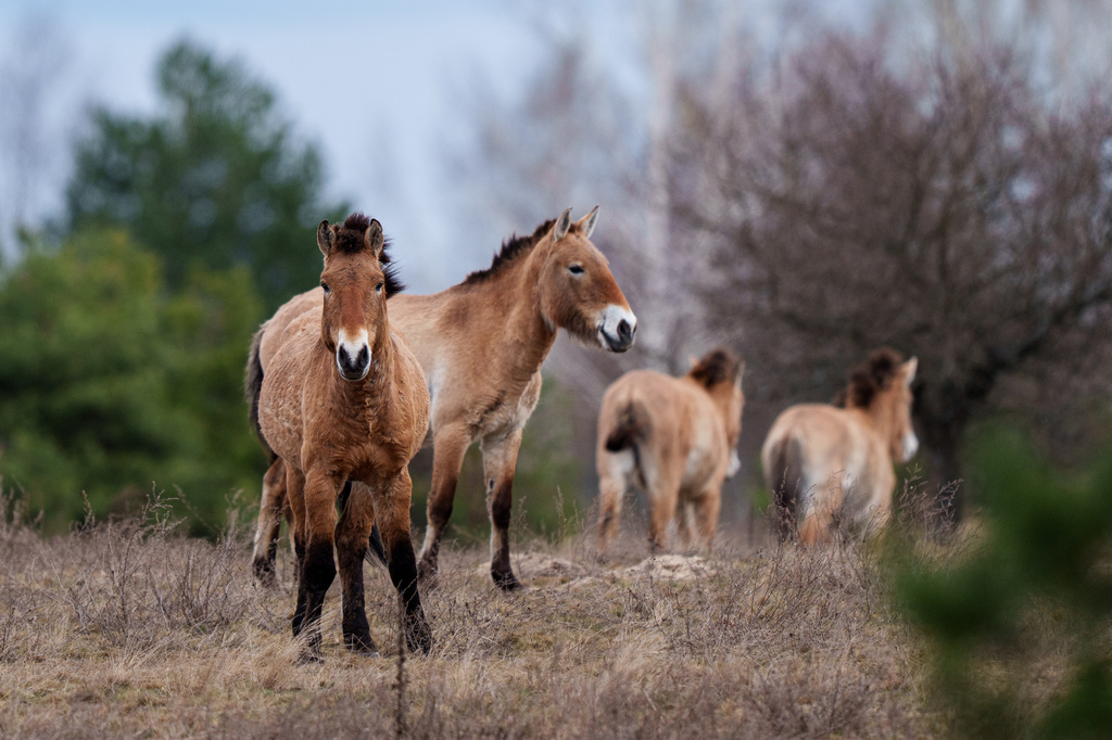 Wild Przewalski horses graze in a forest inside the Chernobyl exclusion zone, Ukraine, Wednesday, April 8, 2026. Chornobyl is the Ukrainian name for the city. (AP Photo/Evgeniy Maloletka)