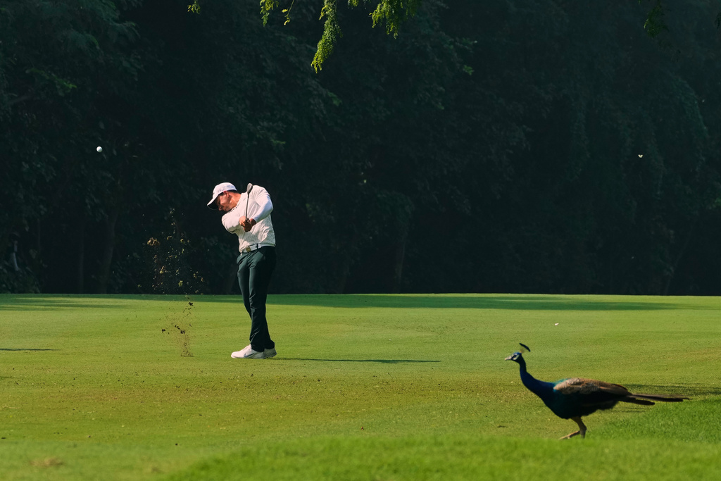 A peacock passes by as Tom Vaillant of France plays a shot during the DP World Tour Championship golf tournament in New Delhi, India, Thursday, Oct. 16, 2025. (AP Photo/Manish Swarup)