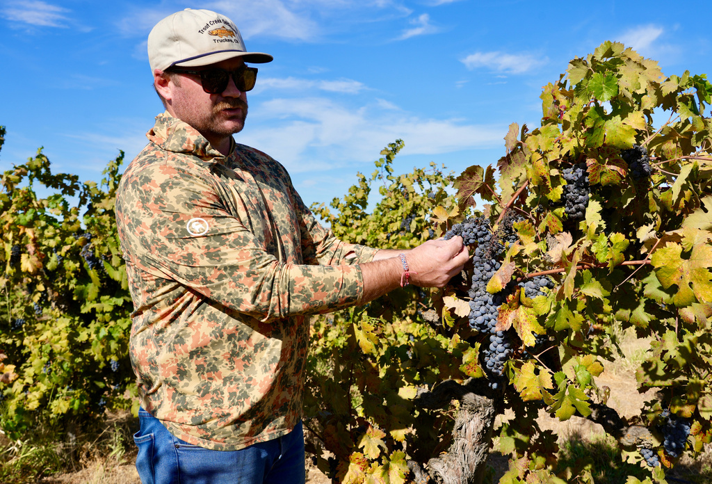 Kyle Collins, a manager at Allied Grape Growers, looks at wine grapes in an abandoned vineyard in Lodi, Calif., Sept. 10, 2026. (AP Photo/Terry Chea)