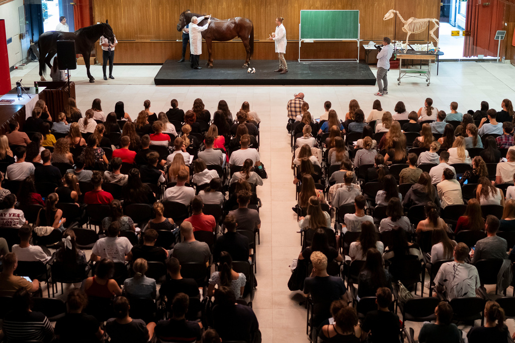 FILE - Dr. Peter Sotonyi, rector of the University of Veterinary Medicine in Budapest, Hungary, gives an anatomy lecture for first-year students, using chalk to mark the body of live horses, Monday, Sept 9. 2024. (AP Photo/Denes Erdos, File)