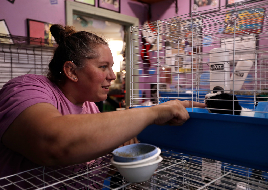 Adoption coordinator Brittany Provencale greets a guinea pig at The Guinea Pig Sanctuary, a rescue shelter for guinea pigs, Friday, July 10, 2026, in Salisbury, Massachusetts. (AP Photo/Amanda Swinhart)