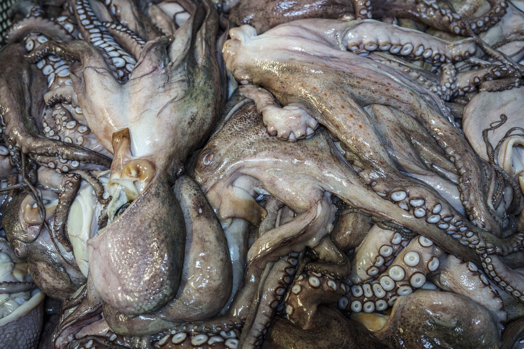 Dead octopuses await processing at Frigorificos Arcos SL on Wednesday, June 25, 2025, in O Carballino, Spain. (AP Photo/Annika Hammerschlag)
