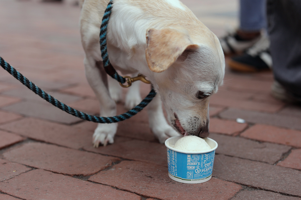 A dog named Pearl eats a serving of free ice cream outside the Ben and Jerry's scoop shop on Free Cone Day in Burlington, Vt., Tuesday, April 14, 2026. (AP Photo/Amanda Swinhart)
