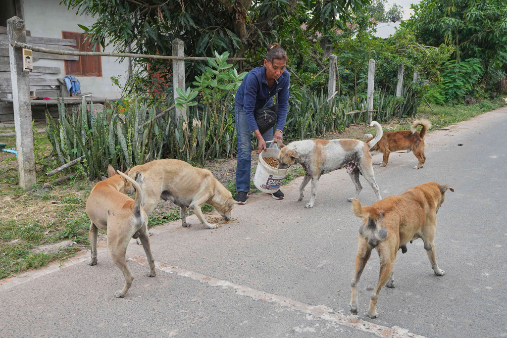 Village security volunteer Somjai Kraprakon gives food to stray dogs in the community while villagers have moved to an evacuation center amid the ongoing border conflict between Thailand and Cambodia, in Buriram province, Thailand, Friday, Dec. 12, 2025. (AP Photo/Sakchai Lalit)