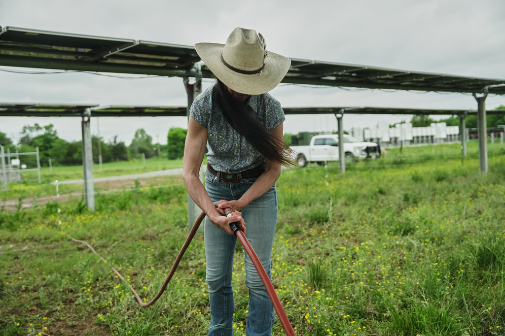 Anna Clare Monlezun, a rangeland scientist, connects a hose while working near solar panels Tuesday, April 28, 2026, at a solar farm in Christiana, Tenn. (AP Photo/Joshua A. Bickel)