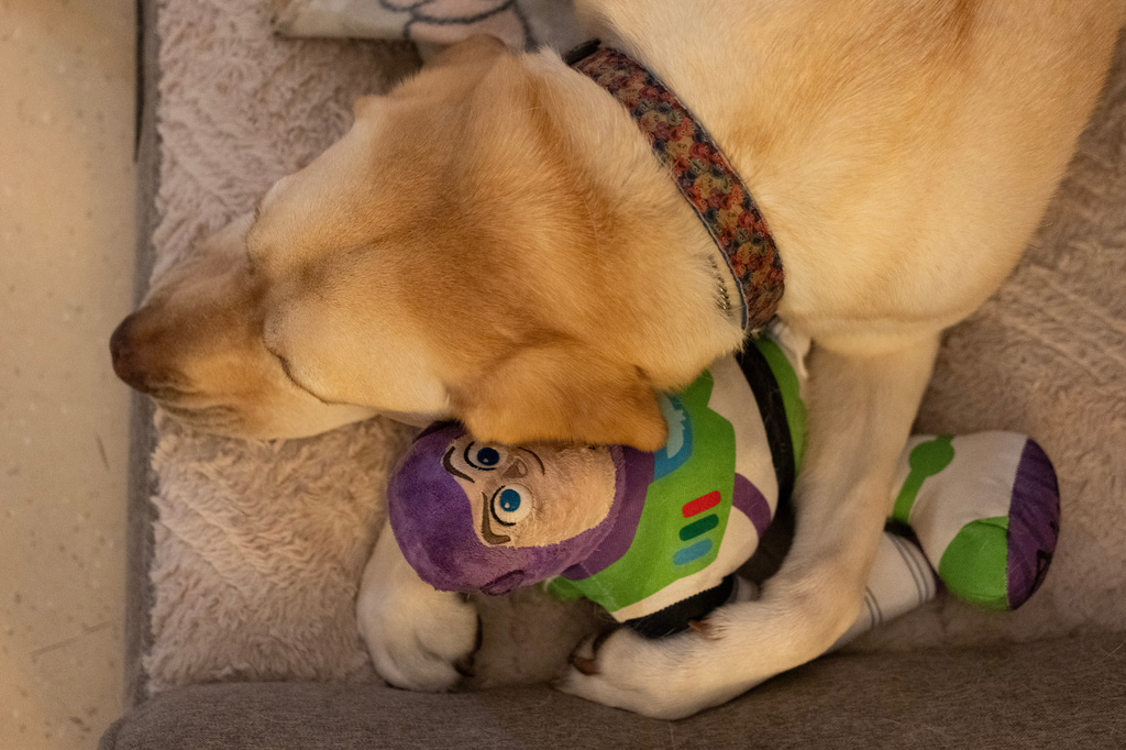 Cincinnati Children's Hospital facility dog Grover cuddles his Buzz Lightyear toy on his dog bed between patient visits in an office at Cincinnati Children's Hospital in Cincinnati, Monday, May 4, 2026. (AP Photo/Carolyn Kaster)