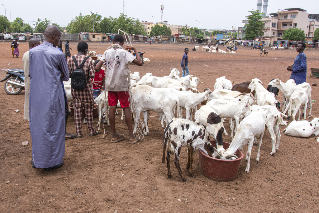 Herders and buyers stand beside sheep for sale ahead of the Muslim feast of Eid al-Adha in Bamako, Mali, Tuesday, May 26, 2026. (AP Photo/Boubacary Bocoum)