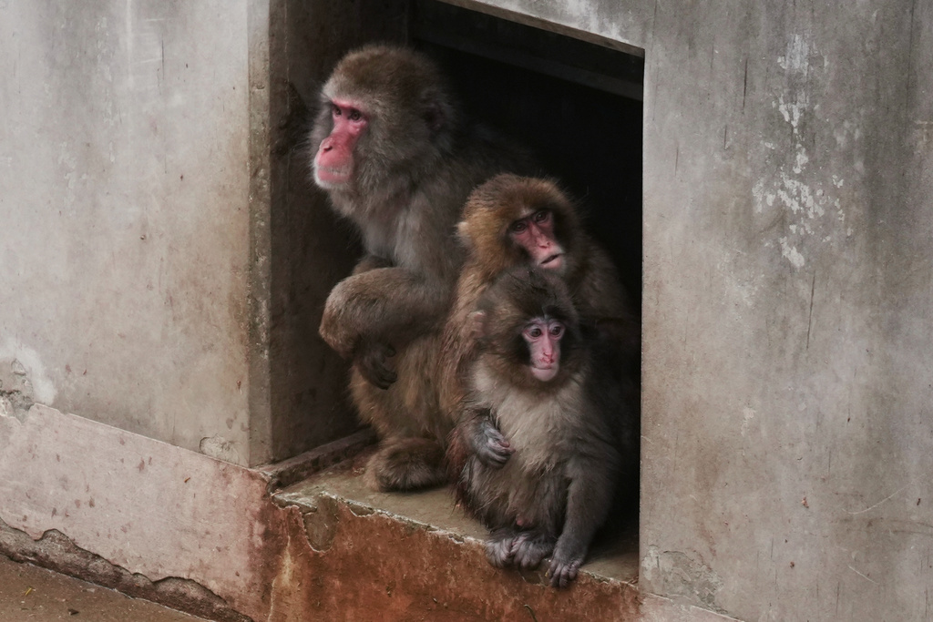 Punch, right a Japanese macaque born on July 26, 2025, sits with others in the monkeys' playground at the Ichikawa city zoo in Tokyo's eastward neighboring city, Tuesday, March 3, 2026. (AP Photo/Hiro Komae)