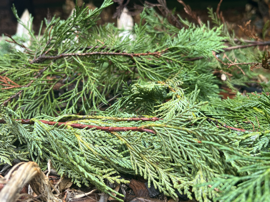 This Dec. 19, 2025, image provided by Jessica Damiano shows evergreen branches serving as winter mulch over a raised bed planting of garlic cloves on Long Island, N.Y. (Jessica Damiano via AP)