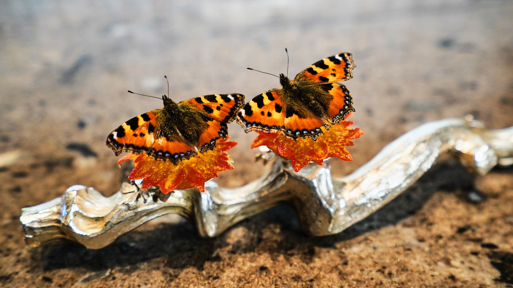 A dish named "Butterfly" featuring nettle butterflies sitting atop cheese and artichoke leaves served at restaurant Alchemist in Copenhagen, Denmark, Feb. 11, 2026. (AP Photo/James Brooks)