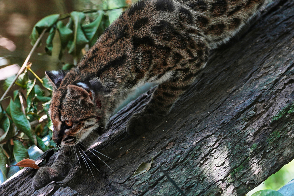 A small spotted wild cat identified as a new species, Leopardus tilcayo, walks inside Senda Verde wildlife sanctuary in Bolivia's Yungas region, near Coroico, Sunday, Sept. 20, 2026. (AP Photo/Juan Karita)