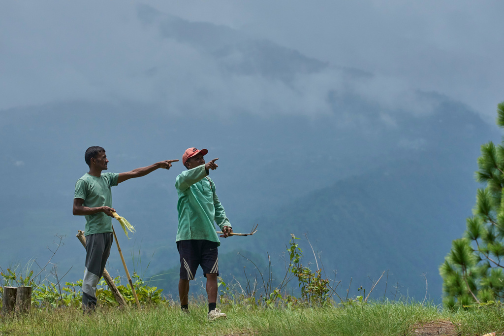 Farmers look for the direction a troop of monkeys fled after chasing them away to protect their farmland in Dharamghar, Dolakha district, about 86 kilometers (53 miles) east of Kathmandu, Nepal, Friday, July 24, 2026. (AP Photo/Niranjan Shrestha)