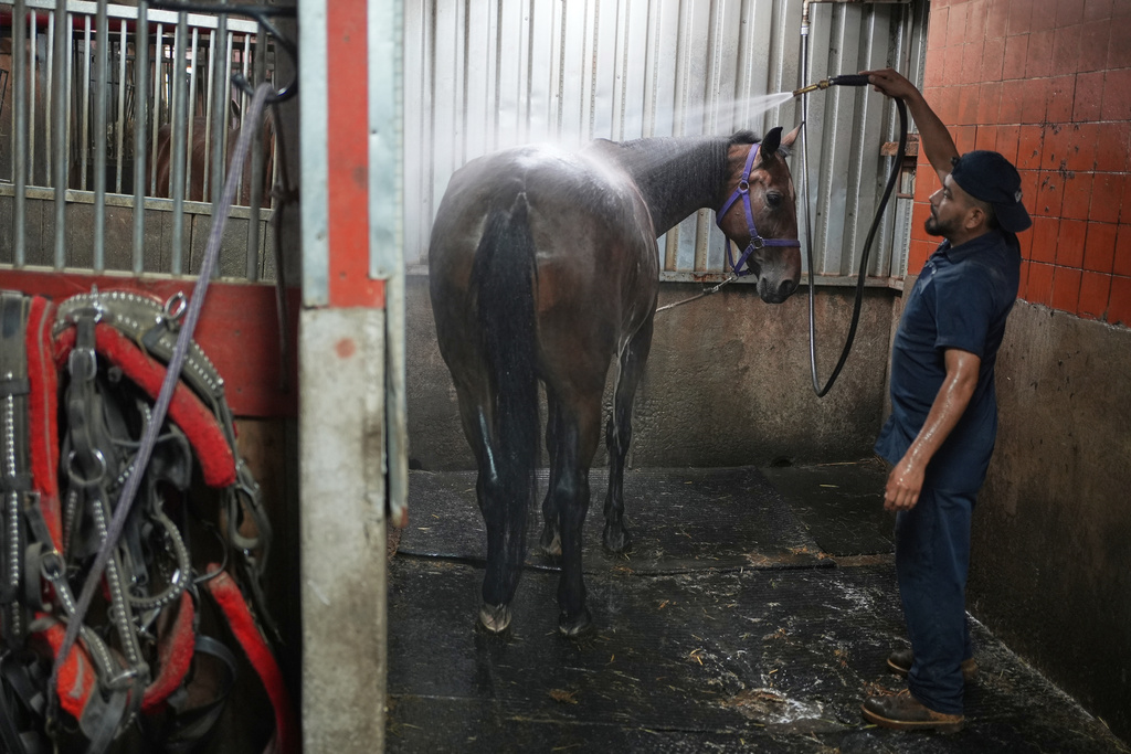 Stablehand Roen Galvez washes Jersey before his shift at the Clinton Park Stables in New York, Monday, Aug. 18, 2025. (AP Photo/Seth Wenig)