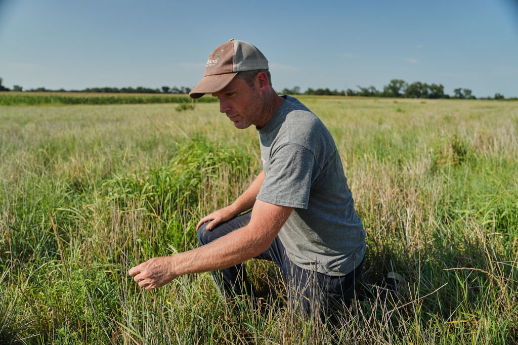 David Mueller kneels down in one of his Kernza fields Tuesday, July 28, 2026, at his farm in Halstead, Kan. (AP Photo/Joshua A. Bickel)