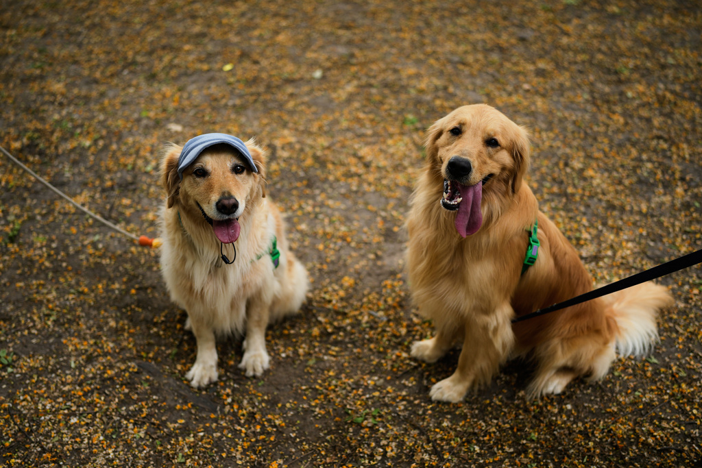 Golden Retrievers pose for a picture in a Palermo neighborhood park where people try to set a world record of most Golden Retrievers gathered in a park, in Buenos Aires, Argentina, Monday, Dec. 8, 2025. (AP Photo/Natacha Pisarenko)