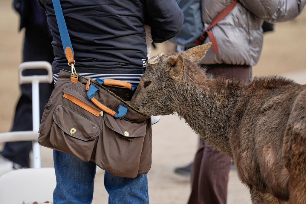 A deer pokes its head into a tourist's bag while looking for food at a park, in Nara, western Japan, Wednesday, Jan. 14, 2026, where more than 1,000 free-roaming deer considered sacred in Shinto belief have become one of the city's most popular tourist attractions. (AP Photo/Eugene Hoshiko)