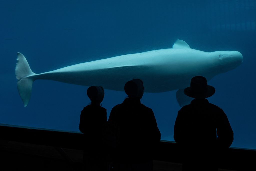 Visitors watch as a beluga whale swims in a tank at Marineland amusement park in Niagara Falls, Ontario, Canada, June 9, 2023. (Chris Young/The Canadian Press via AP)