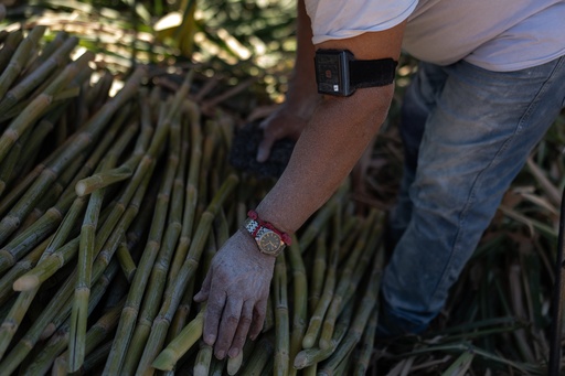 With a wearable heat-stress monitor strapped to his arm, farmworker Cristino Romero bundles sugarcane in Niland, Calif., Thursday, Sept. 11, 2025. (AP Photo/Jae C. Hong) With a wearable heat-stress monitor strapped to his arm, farmworker Cristino Romero bundles sugarcane in Niland, Calif., Thursday, Sept. 11, 2025. (AP Photo/Jae C. Hong)